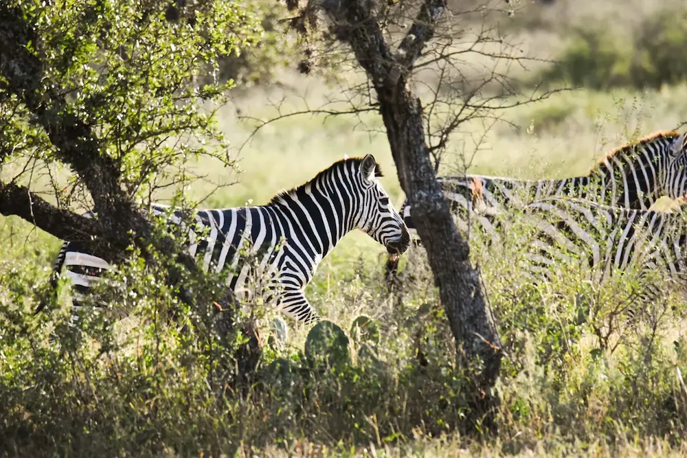 Zebras walking through a grassy area with trees