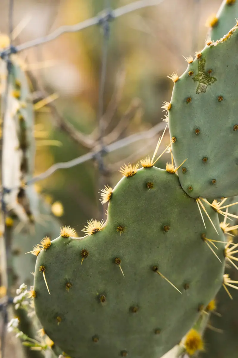 Closeup picture of a cactus