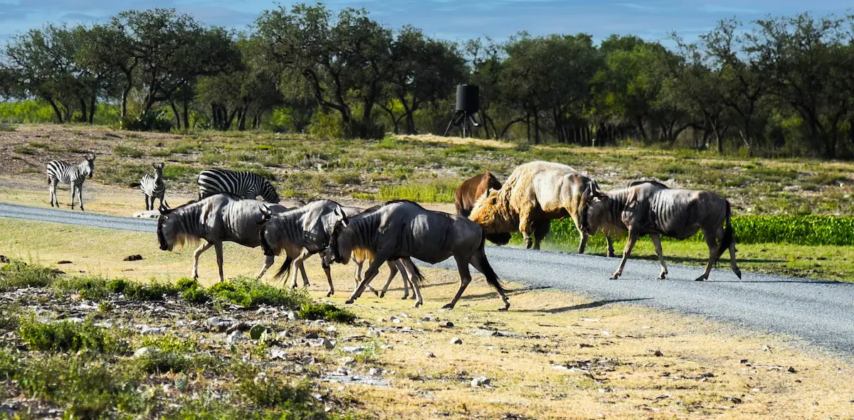 Wildebeests, Zebras, and Buffalo walking