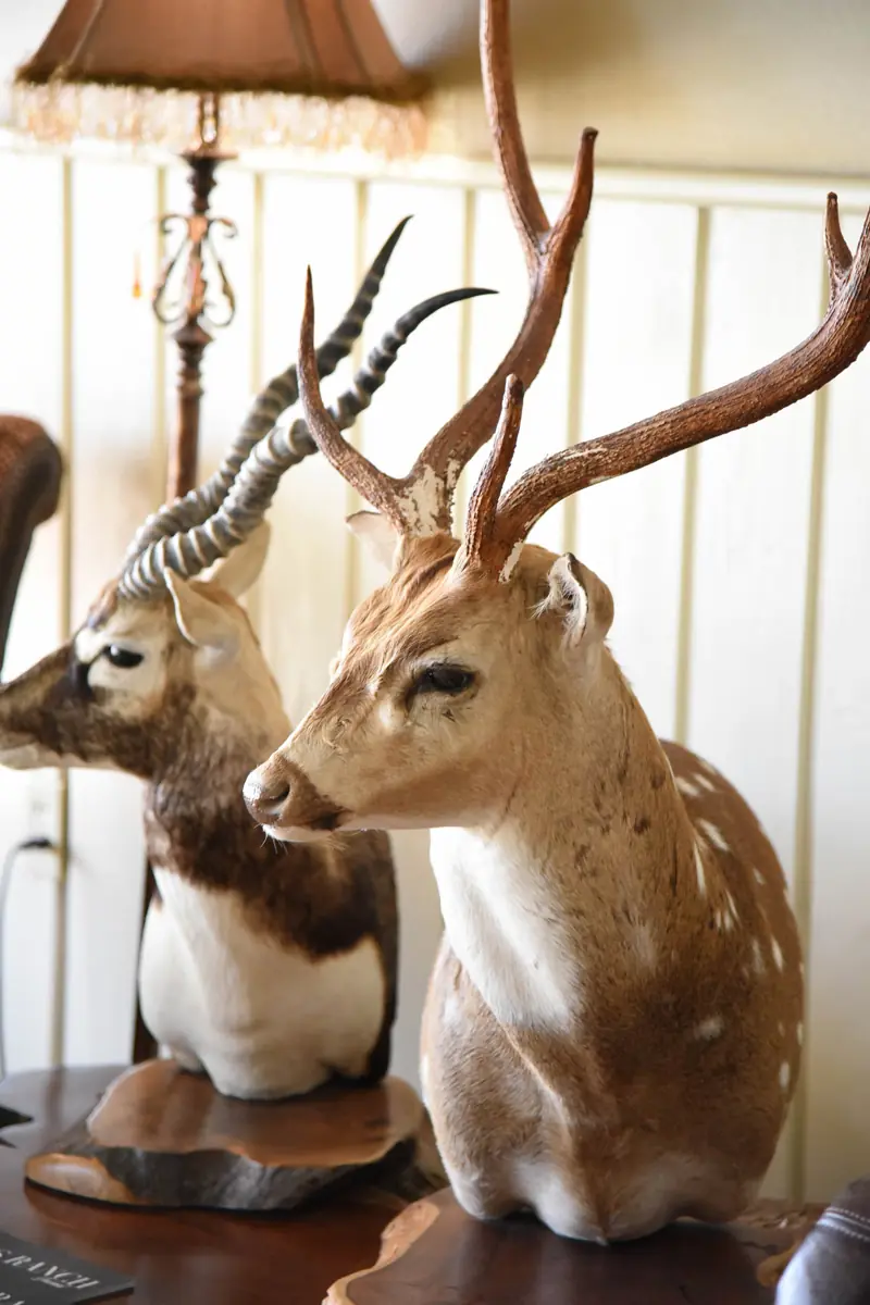 Deer head trophies
