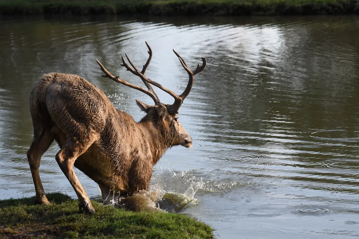 Image of a deer kneeling down to drink water