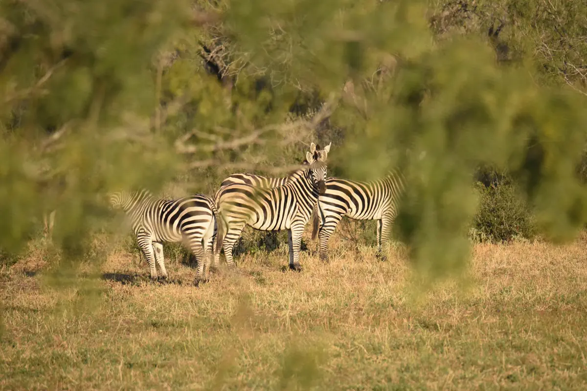 Zebras in a grassy area