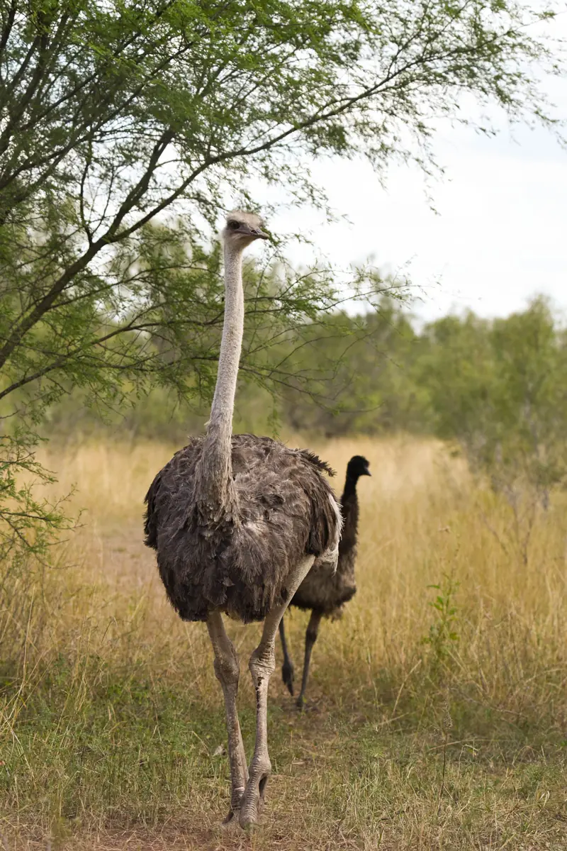 Image of an Ostrich