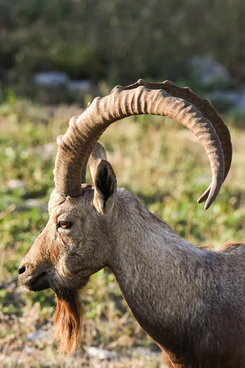 Image of a wild goat
