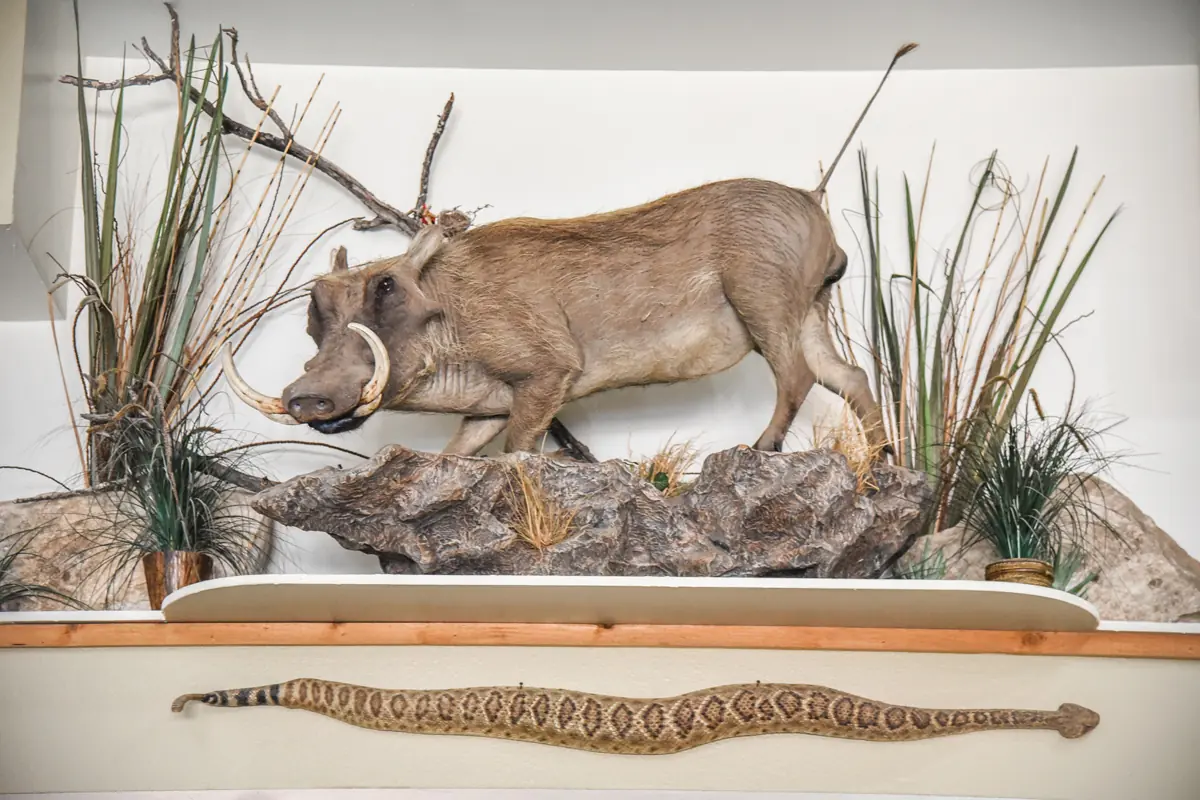 Stuffed warthog in a fake scenario