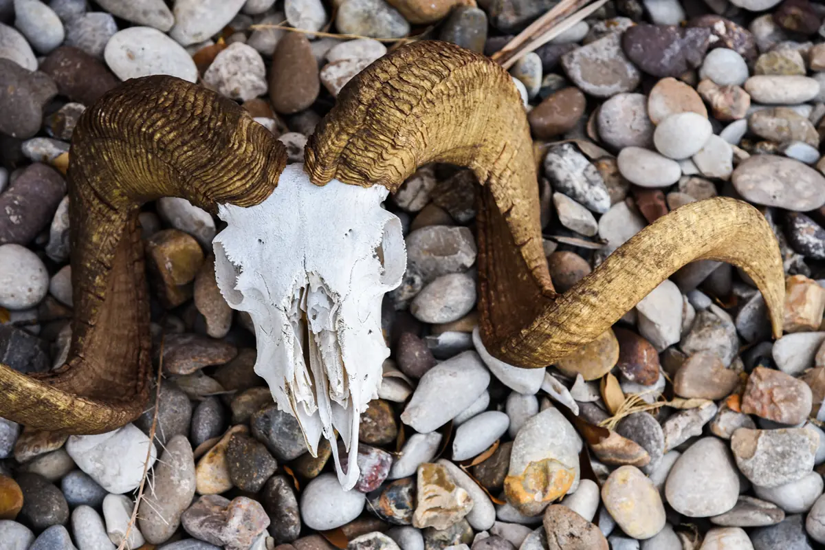 The skull of a sheep with twisted horns