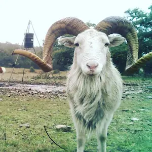 Hunting for a texas dall