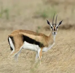 Hunting for a thompson gazelle