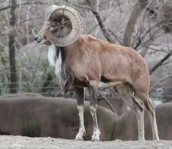 Hunting for a transcaspian urial