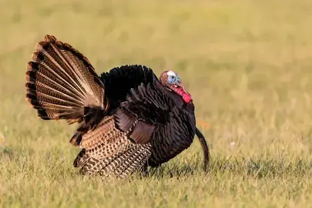 Hunting for turkeys