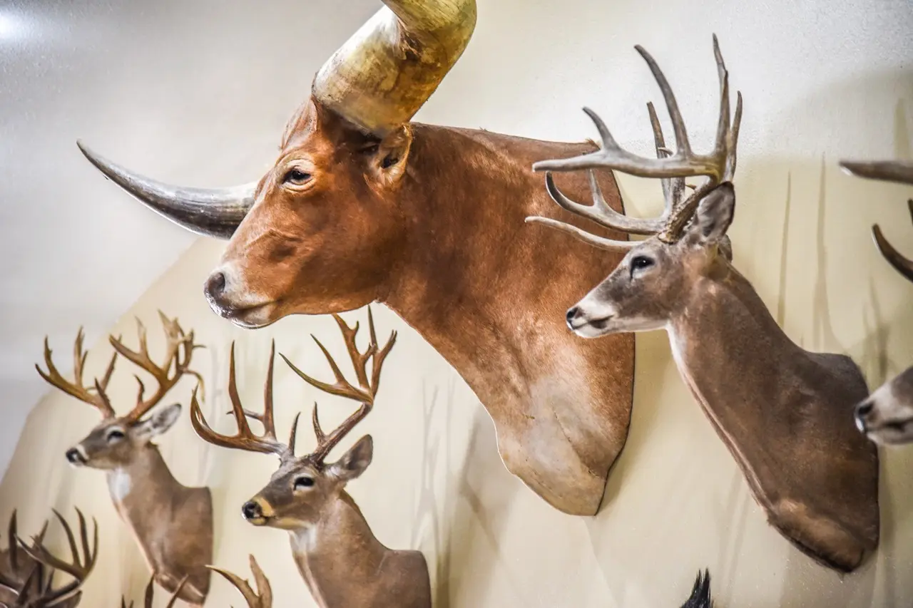 Trophy heads of various animals