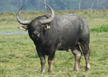 Hunting for water buffalos