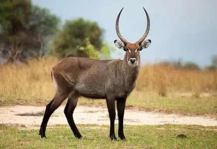Hunting for waterbucks