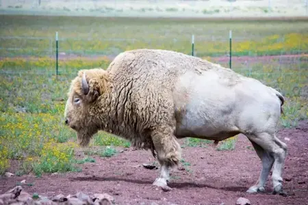 Hunting for white bisons