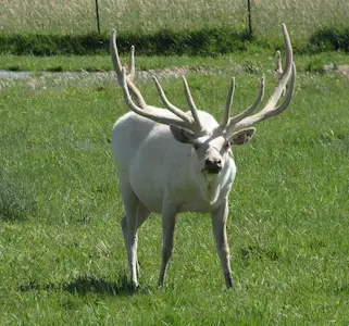 Hunting for white elk