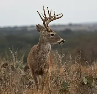 Hunting for whitetail deer