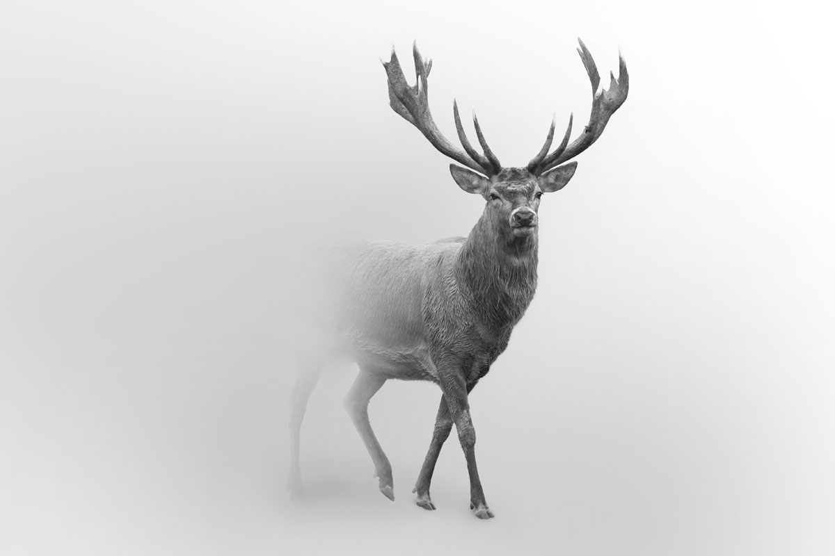 Hunting for white stags
