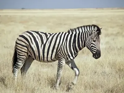Hunting for Zebras