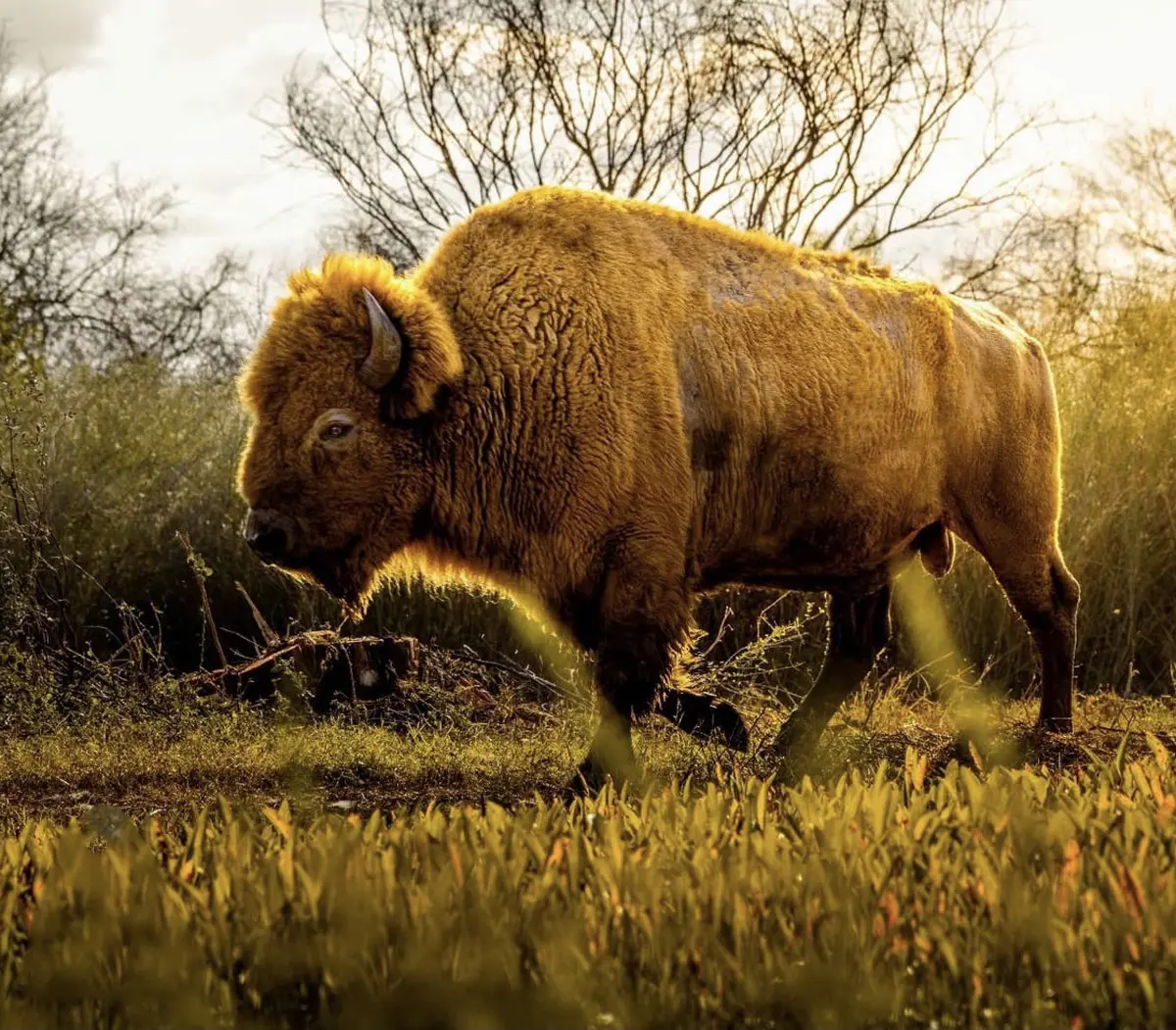 A bison in a field