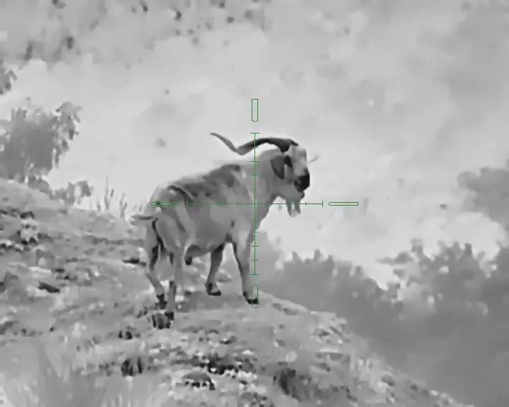 Image of a goat with a scope target on it