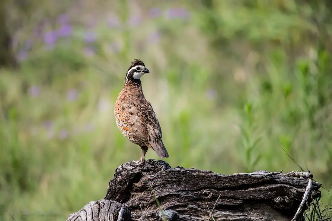 Image of a quail