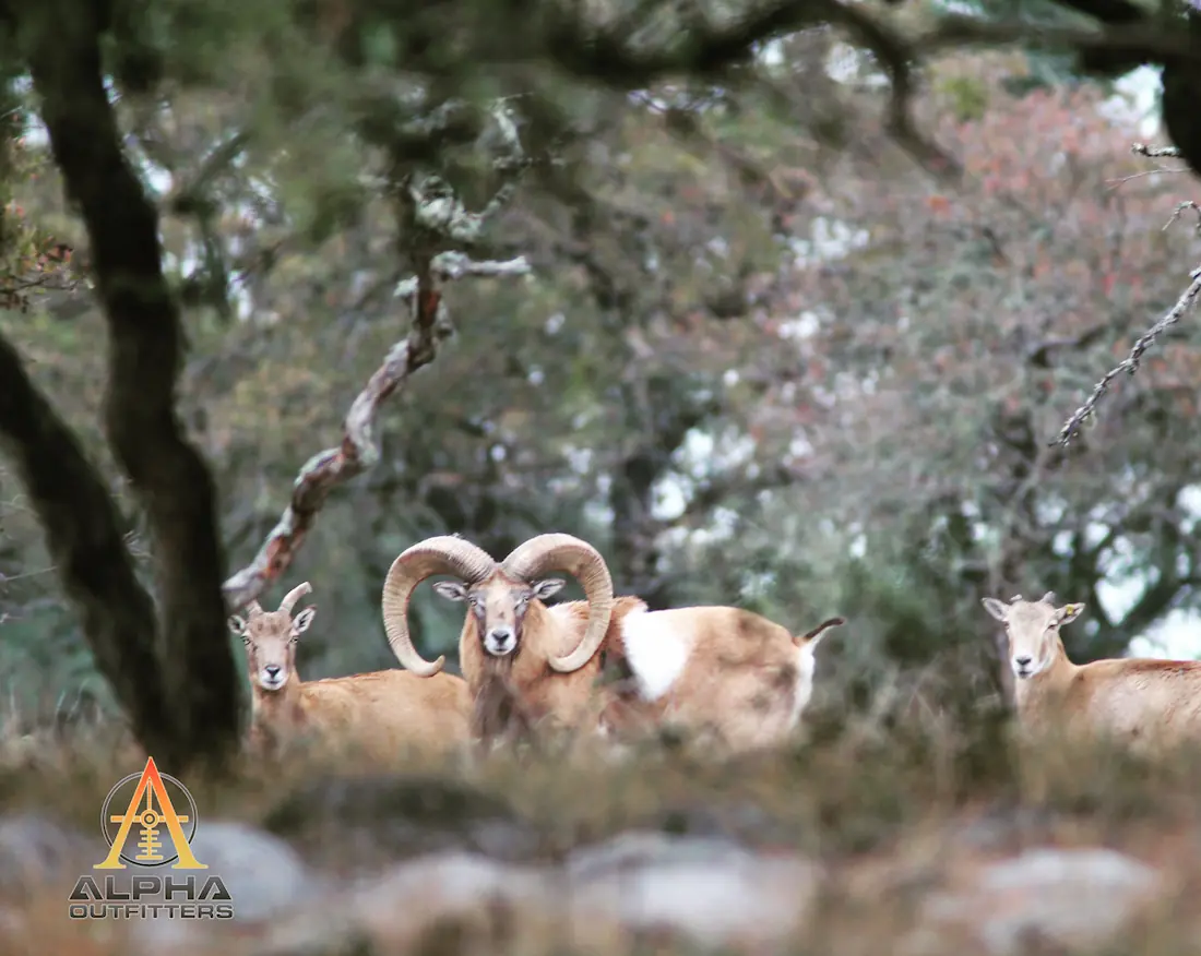 Hunting for a red sheep