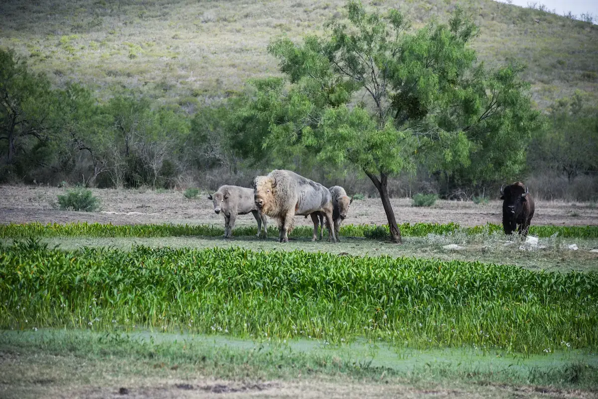Image of Bison in a field